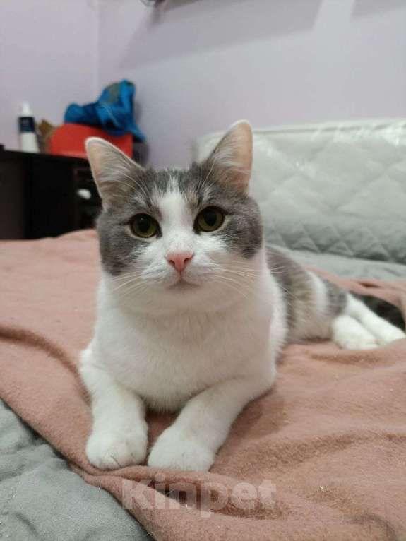 Кошки в Москве: 🐾 Малыш — молодой котик (до 2 лет) 💛 Мальчик, Бесплатно - фото 2