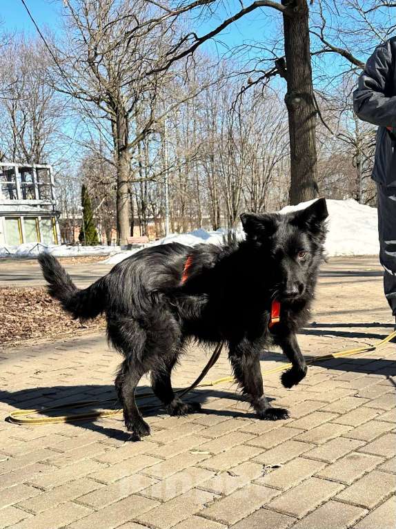 Собаки в Москве: Роскошная Шерон ищет дом Девочка, Бесплатно - фото 5