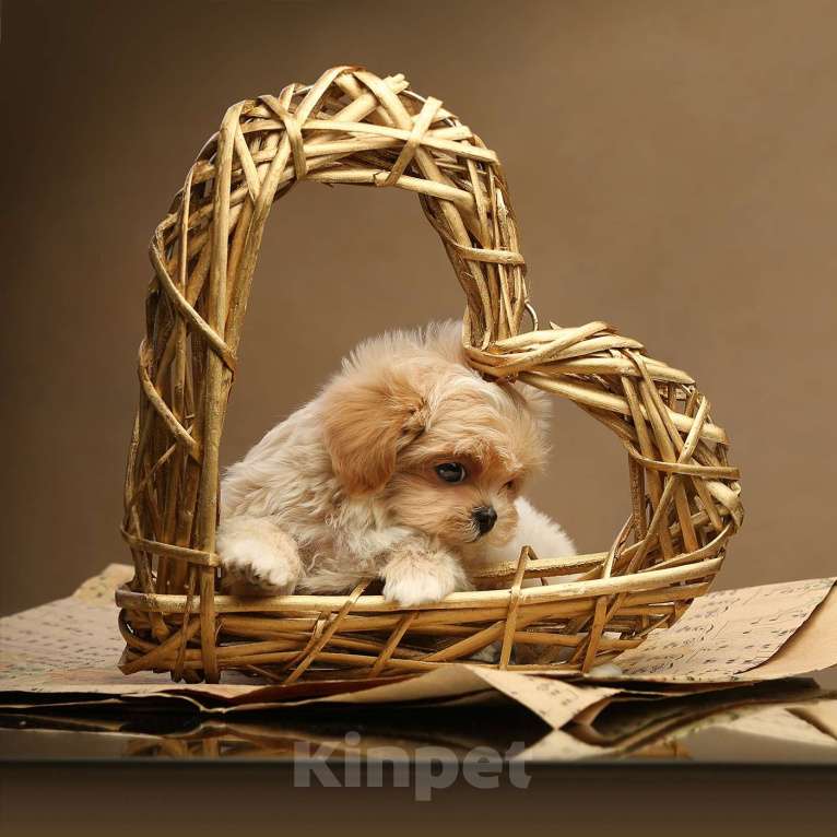 Собаки в Москве: Лукас. Изумительный кобель-мальтипу благородного бежевого окраса. Мальчик, 550 000 руб. - фото 2