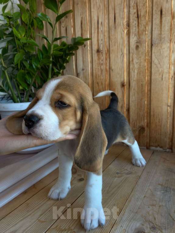 Собаки в Нижнем Новгороде: Бигль мальчик ищет любящего и заботливого хозяина Мальчик, 50 000 руб. - фото 2