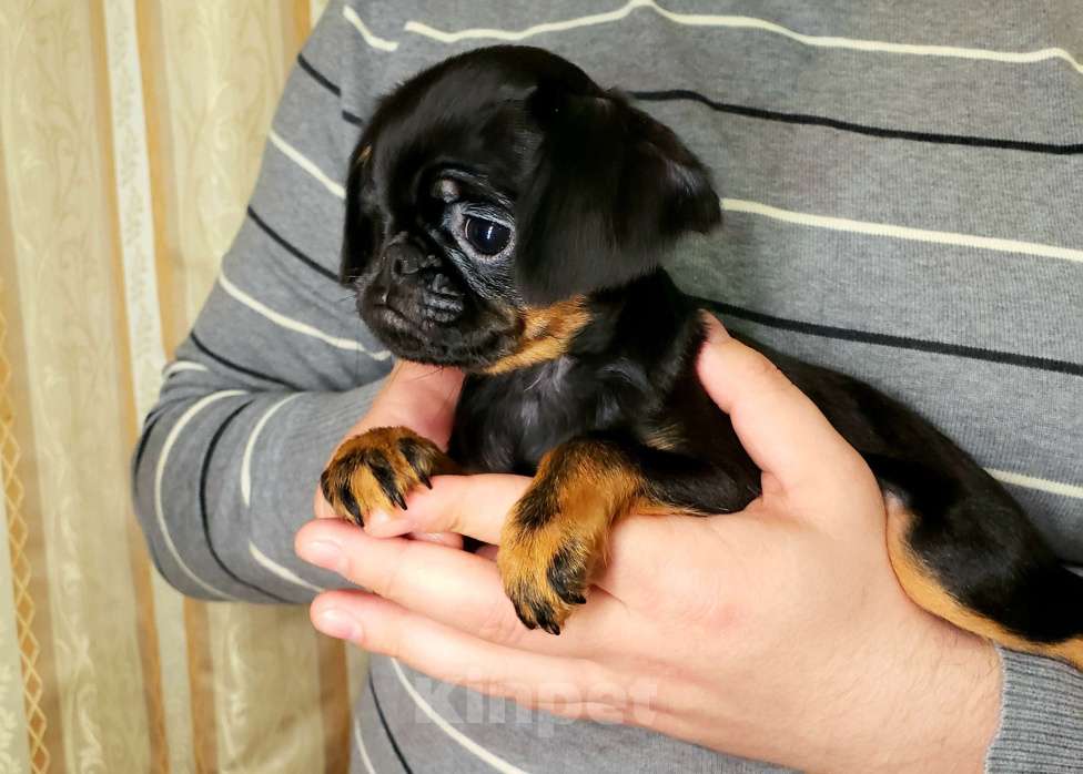 Собаки в Курске: Щенки Пти брабансона в Курске Мальчик, 70 руб. - фото 2