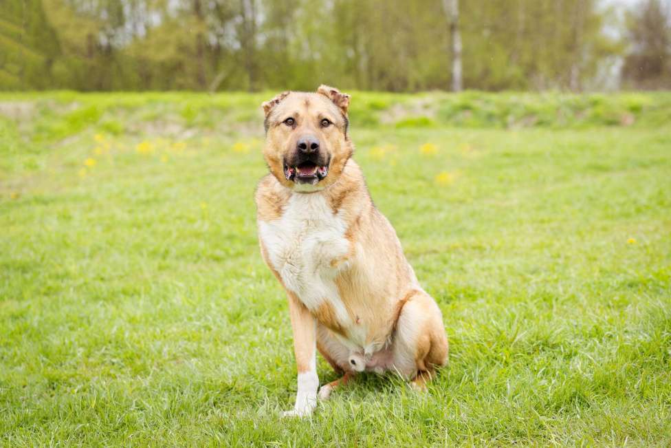 Собаки в Москве: Алабай в добрые руки Мальчик, Бесплатно - фото 10