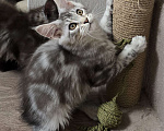 Кошки в Москве: Котята мейн-кун Девочка, 35 000 руб. - фото 3