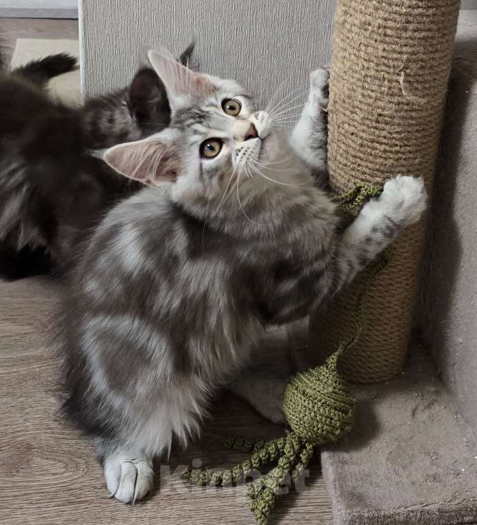 Кошки в Москве: Котята мейн-кун Девочка, 35 000 руб. - фото 3