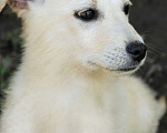 Собаки в Москве: Белый щенок коротколапик Зефирчик в добрые руки Мальчик, 1 руб. - фото 2