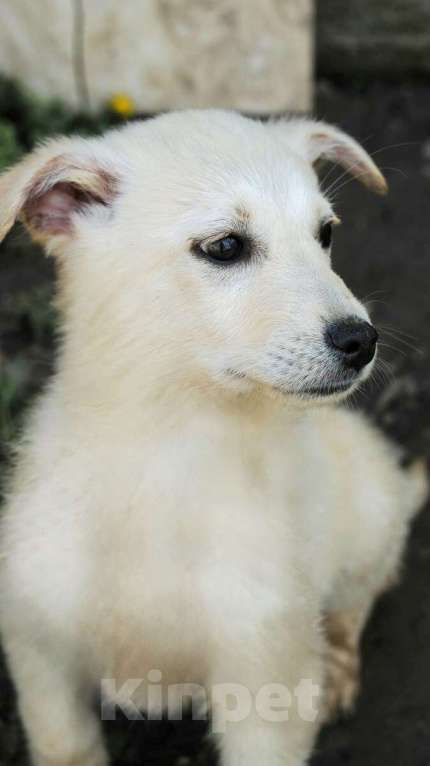 Собаки в Москве: Белый щенок коротколапик Зефирчик в добрые руки Мальчик, 1 руб. - фото 2