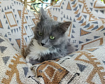 Кошки в Москве: Котенок в добрые руки Девочка, Бесплатно - фото 7