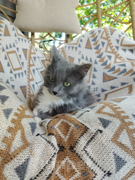 Кошки в Москве: Котенок в добрые руки Девочка, Бесплатно - фото 7