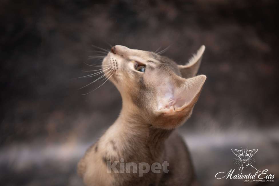 Кошки в Санкт-Петербурге: Ориентал в современном типе  Девочка, 120 000 руб. - фото 4