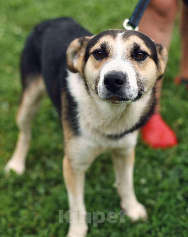 Собаки в Москве: Дарвин. Лучший друг для любой семьи Мальчик, 1 руб. - фото 4