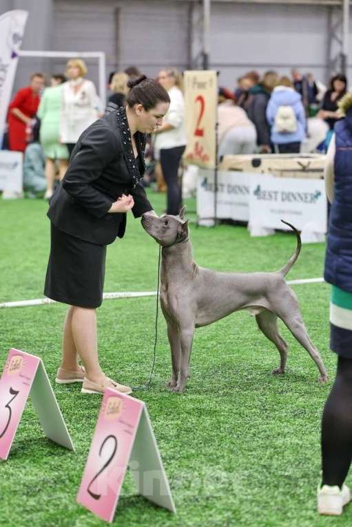Собаки в Москве: Для вязки предлагается кобель Мальчик, Бесплатно - фото 2