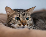 Кошки в Москве: кошка Тесса в добрые руки Девочка, Бесплатно - фото 5