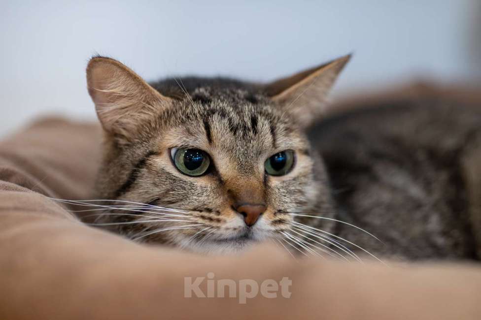 Кошки в Москве: кошка Тесса в добрые руки Девочка, Бесплатно - фото 5