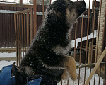 Собаки в Химках: Девочка  2 месяца, умничка красавица Девочка, 1 руб. - фото 2