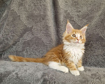 Кошки в Мурином: Кошечка мейн-кун, классика кра,ным мрамор с белым Девочка, 30 000 руб. - фото 7
