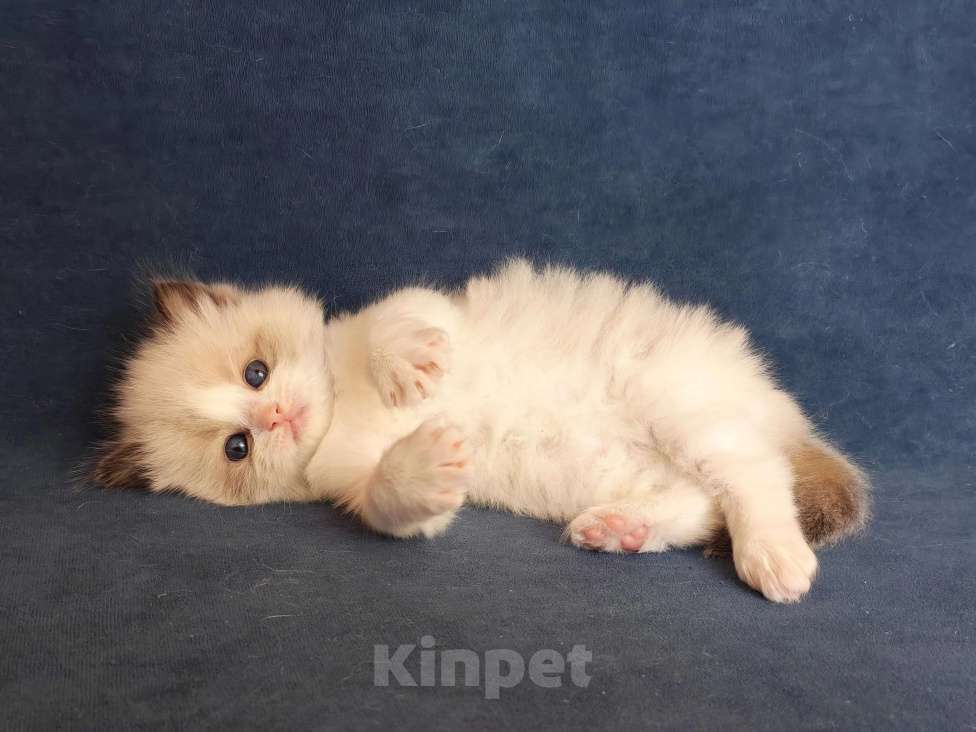 Кошки в Санкт-Петербурге: Мальчик рэгдолл Мальчик, 80 000 руб. - фото 2