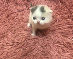 Кошки в Лянторе: Продам, 20 000 руб. - фото 1