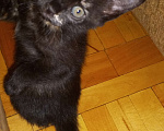 Кошки в Новочеркасске: Отдам котят бесплатно Девочка, Бесплатно - фото 5