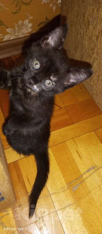 Кошки в Новочеркасске: Отдам котят бесплатно Девочка, Бесплатно - фото 5