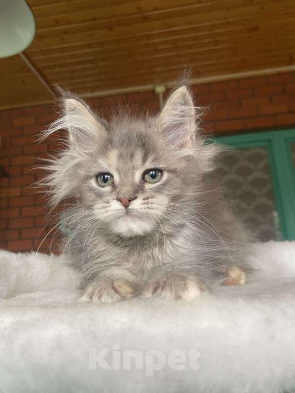 Кошки в других городах Московской области: Мейн-кун девочка Девочка, 60 000 руб. - фото 3