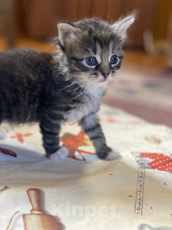 Кошки в Истре: Котята  Девочка, Бесплатно - фото 8