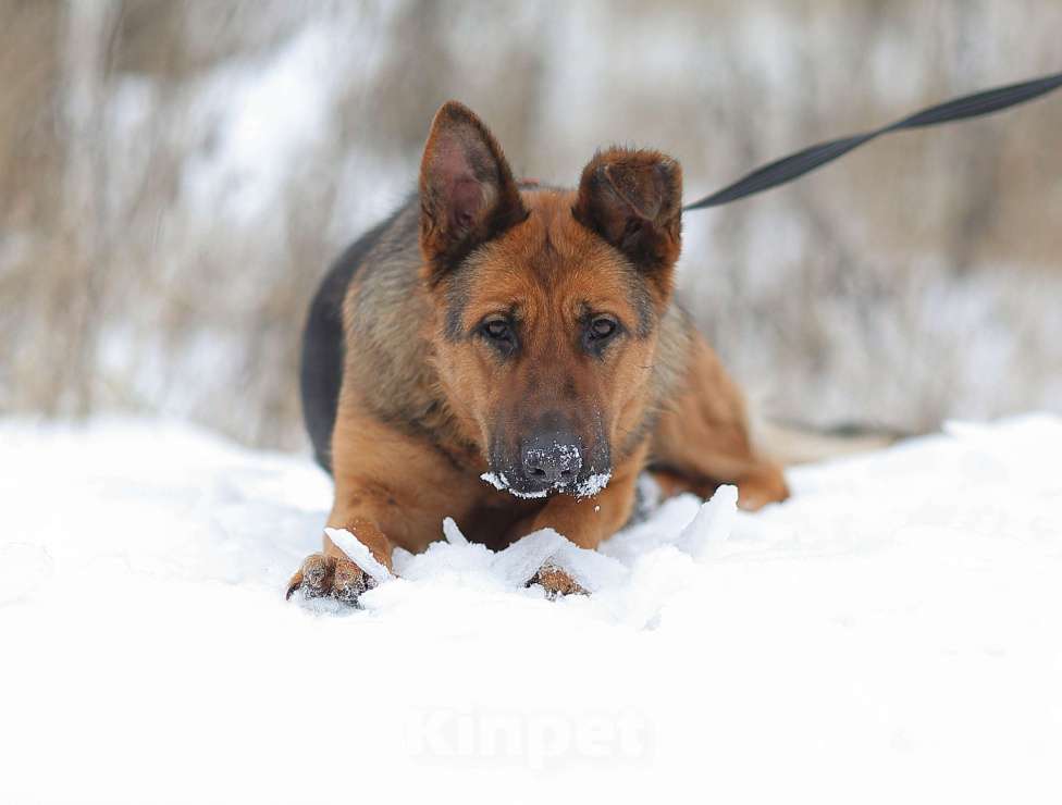 Собаки в Москве: Овчарка ищет дом Девочка, Бесплатно - фото 5
