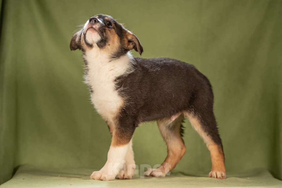 Собаки в Клине: Каштан - важный малыш Мальчик, Бесплатно - фото 7