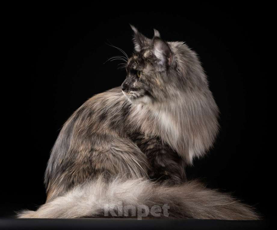 Кошки в Санкт-Петербурге: Мейн-кун котенок из питомника Мальчик, 60 000 руб. - фото 8