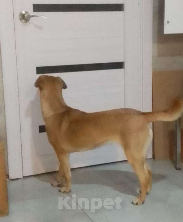 Собаки в Москве: Очень классная небольшая собачка Девочка, Бесплатно - фото 5