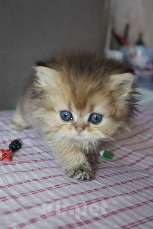 Кошки в Чебоксарах: Кошечка Девочка, 30 000 руб. - фото 2