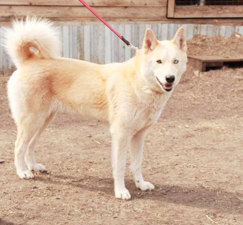 Собаки в Балашихе: Лайка Лиса ищет дом Девочка, 100 руб. - фото 1