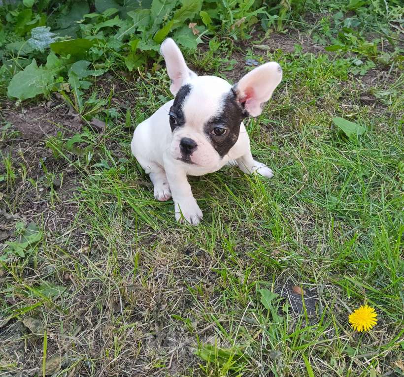 Собаки в других городах Самарской области:  Французский бульдог щенок Девочка, 30 000 руб. - фото 4