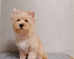 Собаки в Курчатове: Щенок золотого Йорка-Голддаст Мальчик, 35 руб. - фото 3