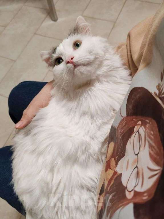 Кошки в Москве: Тискательный пирожок Джери ждет свою семью Мальчик, Бесплатно - фото 8