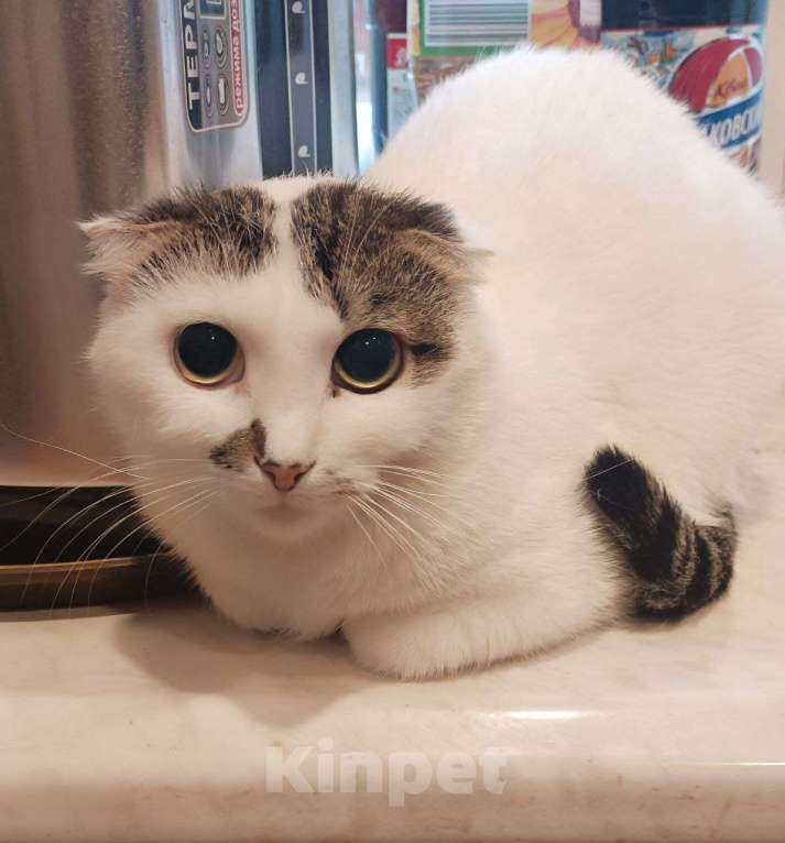 Кошки в Перми: спасите кошечку Девочка, Бесплатно - фото 1