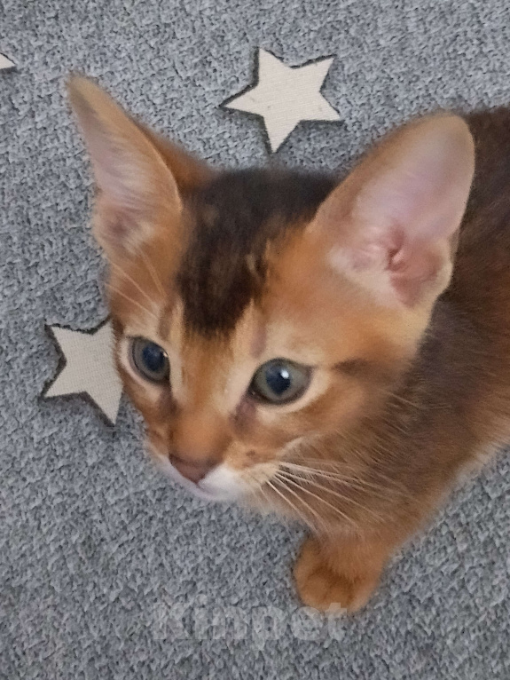Кошки в Москве: Абиссинский котенок в ярком диком окрасе Мальчик, 25 000 руб. - фото 3