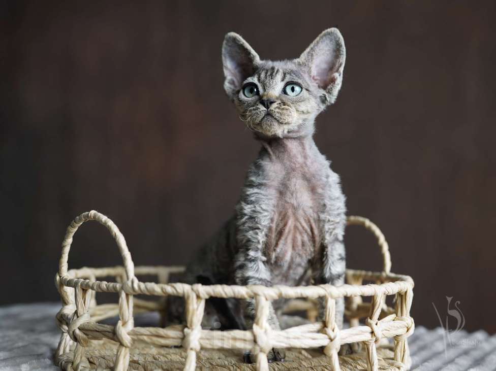 Кошки в Москве: Девон-рекс мальчик Мальчик, 60 000 руб. - фото 1