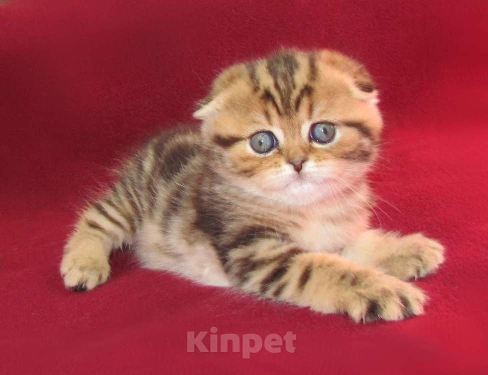 Кошки в Санкт-Петербурге: шотландская кошечка фолд Девочка, Бесплатно - фото 3