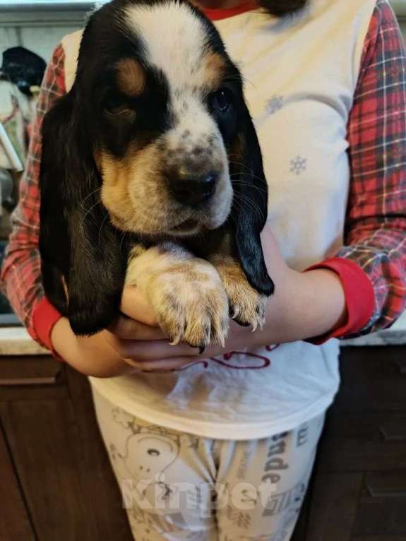 Собаки в Краснодаре: Щенки бассет-хаунд Разнополые, 22 000 руб. - фото 8