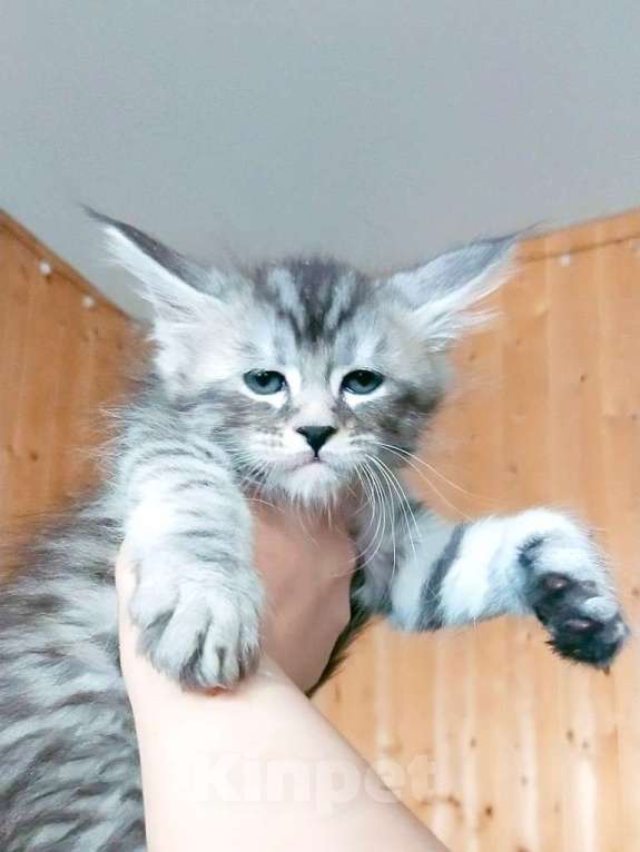 Кошки в Челябинске: 🔥🔥🔥КОТЯТА МЕЙН-КУН ПОЛИДАКТ РЕЗЕРВ ПИТОМНИК Разнополые, Бесплатно - фото 5