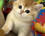 Кошки в Санкт-Петербурге: Котенок шотландская золотая шиншилла Девочка, 60 000 руб. - фото 1