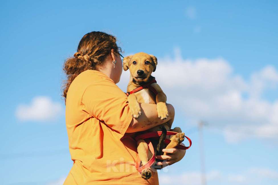 Собаки в Москве: Хурма Девочка, Бесплатно - фото 2