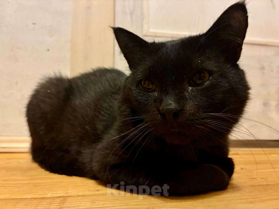 Кошки в Москве: Возьмите Михалыча. Классный кот. Правда. Мальчик, Бесплатно - фото 7