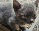 Кошки в Пятигорске: Котята в добрые руки Мальчик, Бесплатно - фото 6
