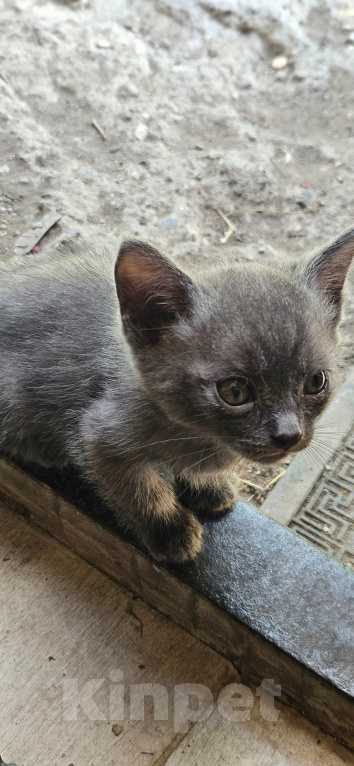 Кошки в Пятигорске: Котята в добрые руки Мальчик, Бесплатно - фото 6