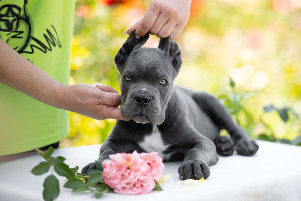 Собаки в Краснодаре: Щенки Кане корсо  Мальчик, Бесплатно - фото 2