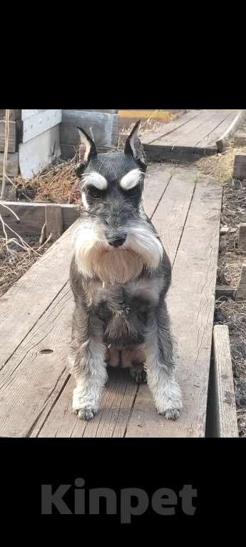 Собаки в Красноярске: Цвергшнауцер щенки от титулованных родителей Мальчик, 50 000 руб. - фото 2