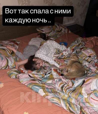 Кошки в Махачкале: потерялась кошка Девочка, 1 000 руб. - фото 3