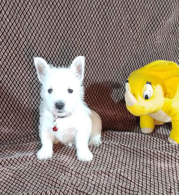 Собаки в Екатеринбурге: Шикарная девочка Девочка, 65 000 руб. - фото 2