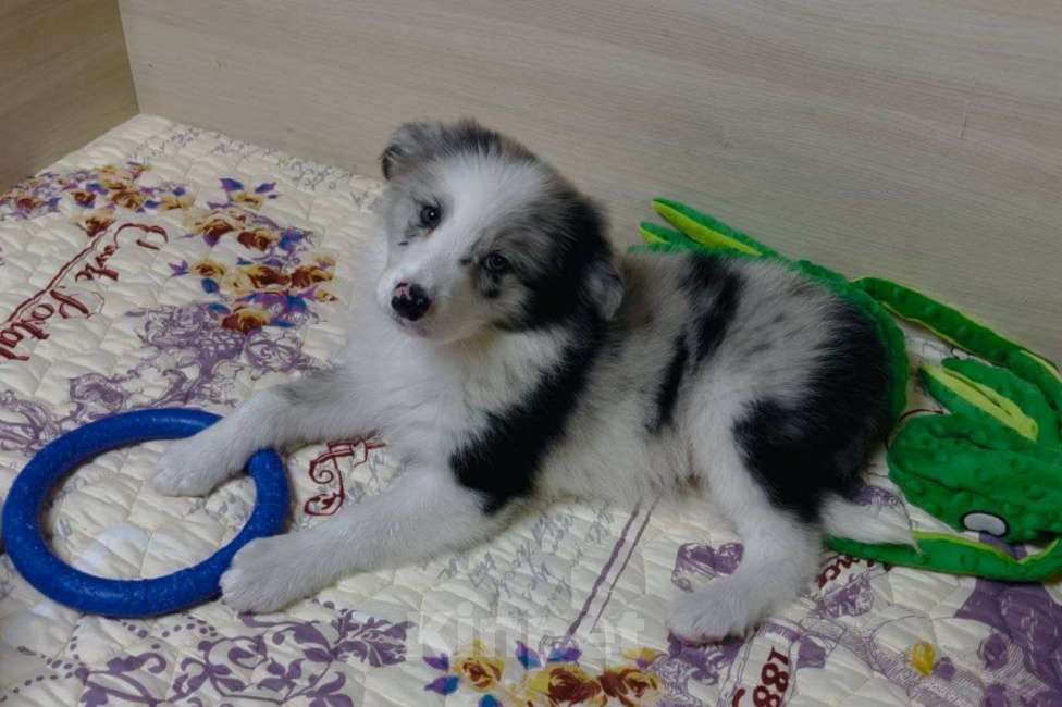 Собаки в других городах Московской области: Бордер колли мраморный щенок Мальчик, 70 000 руб. - фото 8